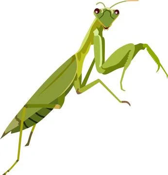 Praying Mantis Insect Animal Stock Illustration