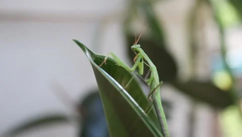 Praying Mantis insect cleaning claw, Mantis religiosa Video stock 8562981