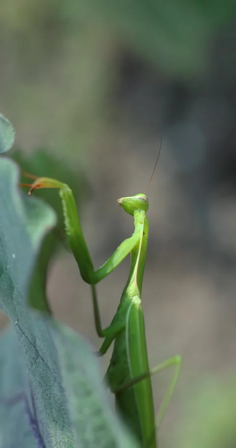Praying mantis insect climbing on a green leaf Stock Footage 332642667
