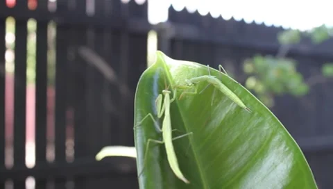 Praying Mantis insect death grip, Mantis religiosa Stock-Footage 8564458