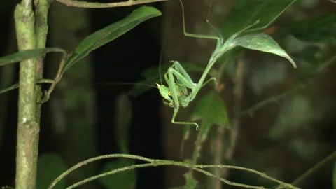 Praying Mantis Insect Eating Chewing Gnawing Grasshopper at Night in Jungle Stock Footage 132133861