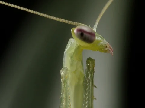 Praying Mantis Insect macro closeup - Mantodea Stock Footage 74817080