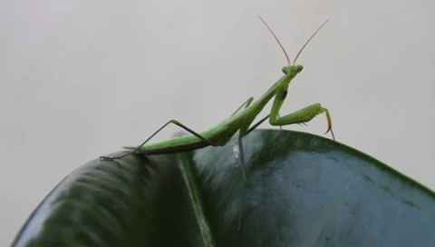 Praying Mantis insect, Mantis religiosa Stock-Footage 8563015