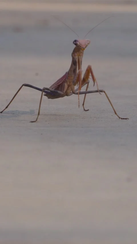 Praying Mantis insect moving on cement vertical video Video stock 290248892