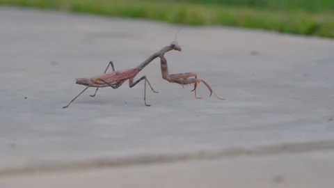 Praying Mantis insect moving on cement Stock Footage 290257719