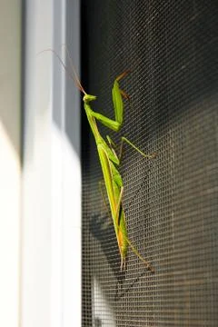Praying Mantis insect in nature. Mantis religiosa. Stock Photos