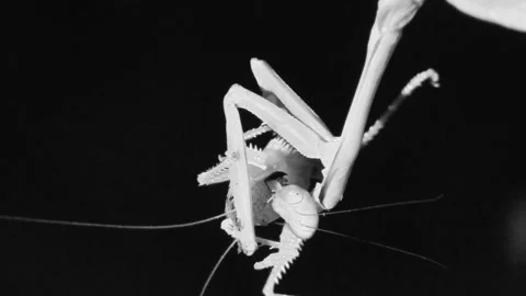 Praying Mantis Insect Predation Kill Capture Eating Grasshopper Prey Alive Live Stock Footage 132610606