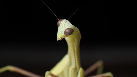 Praying mantis insect striking poses model cute portrait close-up macro face Stock Footage