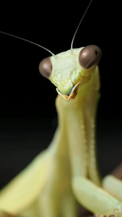 Praying mantis insect striking poses model cute portrait close-up macro face 스톡 동영상 342669386