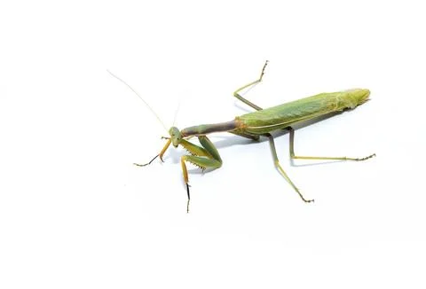 Praying mantis insect, studio shot, isolated photo on white background Stock Photos