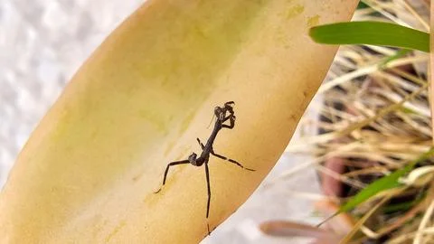 Praying Mantis Insect on Succulent Leaf Foto stock