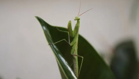 Praying Mantis insect waiting for pray, Mantis religiosa Video stock 8563029