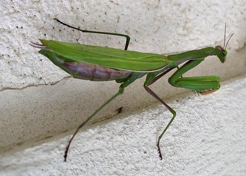 Praying Mantis insect on white wall Stock Photos