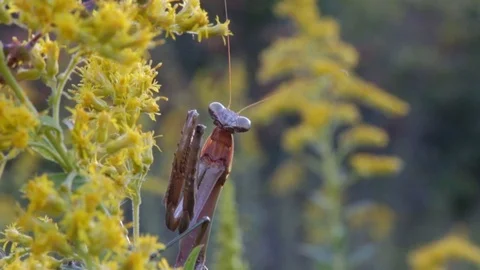 Praying Mantis Insect on Wildflowers 動画素材 86612581