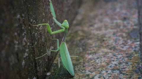 Praying mantis. Insects distributed worldwide in temperate and tropical, China Stock Photos
