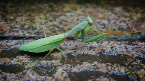 Praying mantis. Insects distributed worldwide in temperate and tropical, China Stock Photos