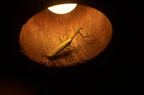 A Praying Mantis inside a lamp frame Stock Photos