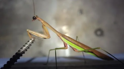 Praying mantis interacting with metal spring in macro close-up Stock Footage 307891040