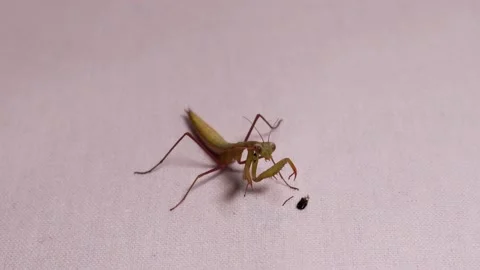 Praying mantis isolated. praying mantis eating &amp; cleaning itself. closeup mantis Stock Footage 141457691