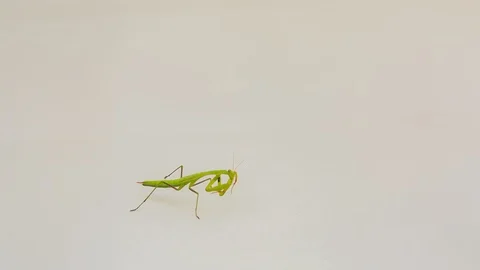 Praying Mantis Isolated on white background 1 Stock Footage 116404898