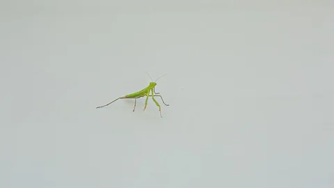 Praying Mantis Isolated on white background 10 Stock Footage 116405384