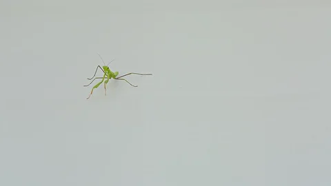 Praying Mantis Isolated on white background 11 Stock Footage 116405437