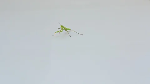 Praying Mantis Isolated on white background 12 Stock Footage 116405895