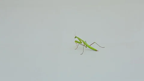 Praying Mantis Isolated on white background 13 Stock Footage 116405899