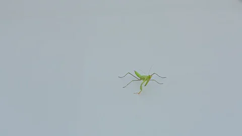 Praying Mantis Isolated on white background 14 Stock Footage 116406023