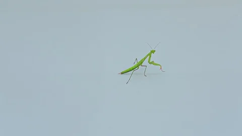 Praying Mantis Isolated on white background 17 Stock Footage 116406109