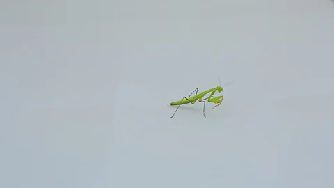 Praying Mantis Isolated on white background 16 Stock Footage 116406179
