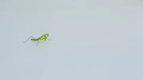 Praying Mantis Isolated on white background 15 Stock Footage 116406237
