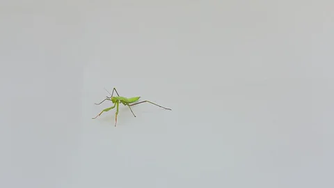 Praying Mantis Isolated on white background 5 Stock Footage 116406536