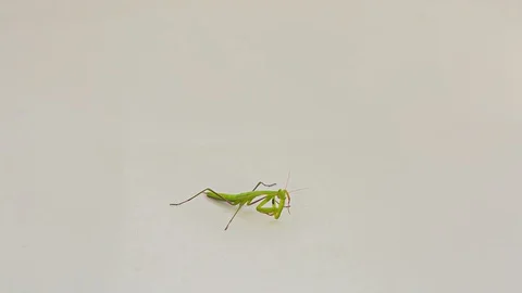Praying Mantis Isolated on white background 3 Stock Footage 116406798
