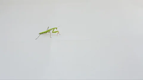 Praying Mantis Isolated on white background 2 Stock Footage 116406938
