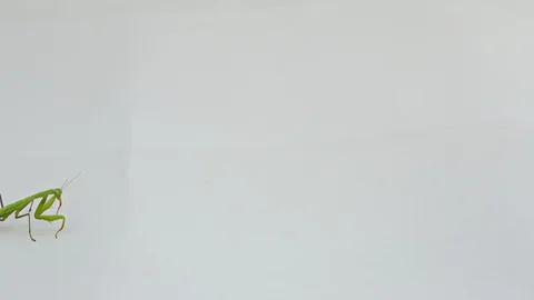 Praying Mantis Isolated on white background 4 Stock Footage 116406987