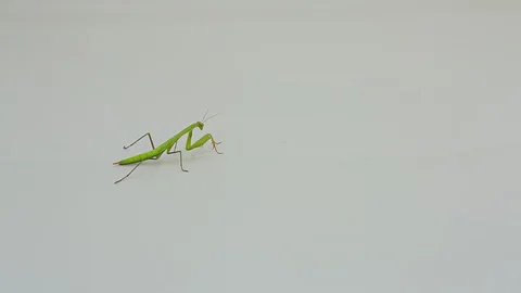 Praying Mantis Isolated on white background 7 Stock Footage 116407079
