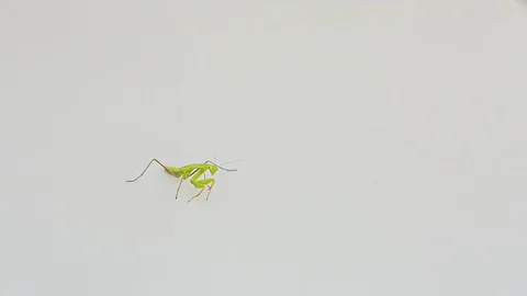 Praying Mantis Isolated on white background 8 Stock Footage 116407501