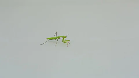 Praying Mantis Isolated on white background 9 Stock Footage 116407575