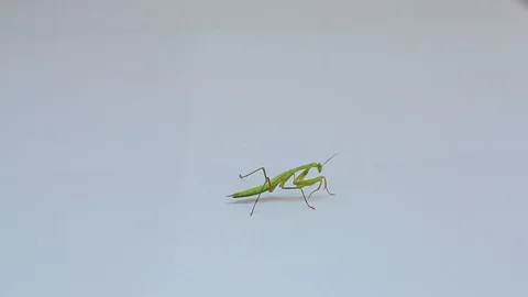 Praying Mantis Isolated on white background 6 Video stock 116407948