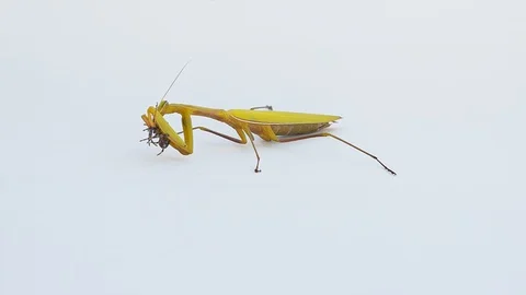 Praying mantis isolated on the white background 20 Stock Footage 121177182