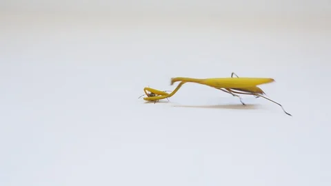 Praying mantis isolated on the white background 21 Stock Footage 121178440
