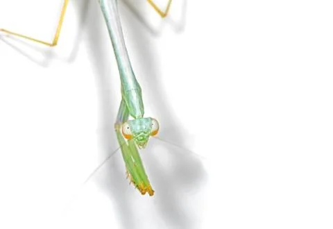 Praying Mantis Isolated on White Background with Copy Space Stock Photos