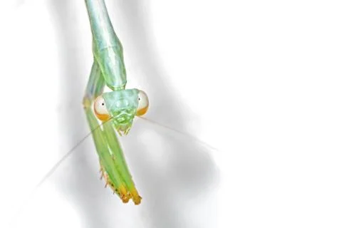 Praying Mantis Isolated on White Background with Copy Space Stock-Fotos