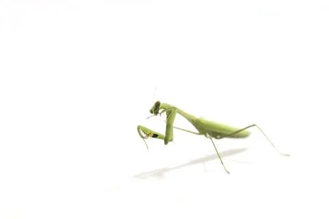 Praying mantis isolated on white background A cute and herbivorous animal t.. Stock Photos