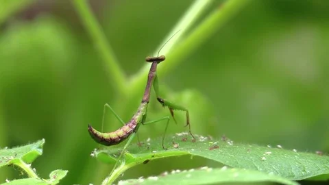 Praying mantis jumps from green leaf in forest closeup Stock Footage 79427504
