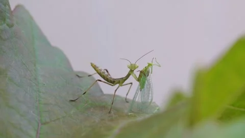 The praying mantis kills and eats its victim. Stock Footage 312403505