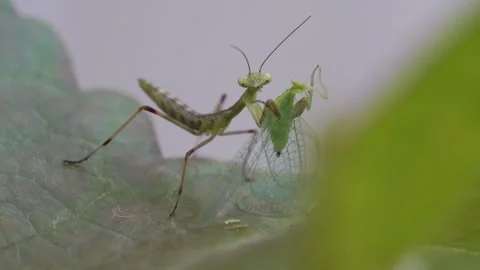 The praying mantis kills and eats its victim. Stock Footage 312403510