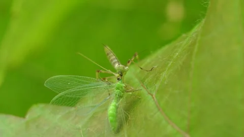 The praying mantis kills and eats its victim. Stock Footage 312403516