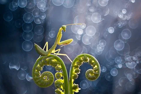 Praying mantis on a leaf with blue bokeh background, Indonesia Stock Photos